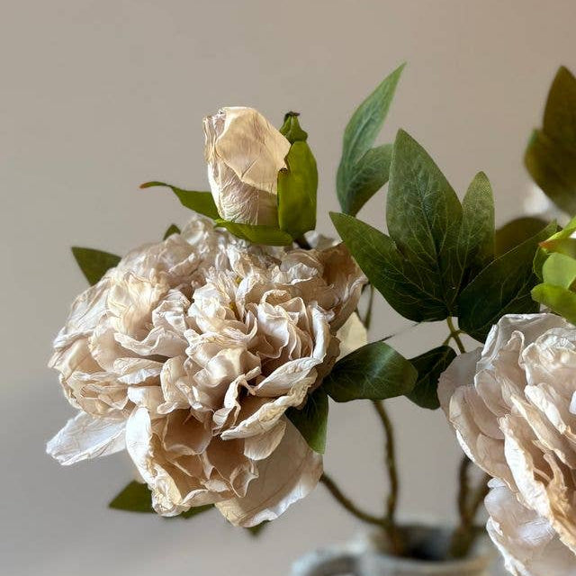 Full Bloom Double Peony - Nude