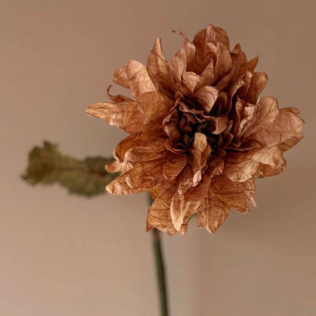 Vintage Dahlia - Latte