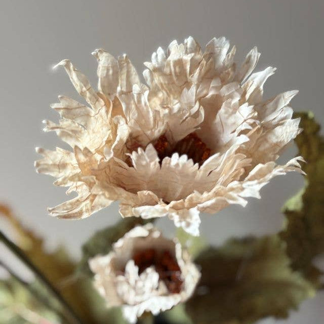 Vintage Poppy - Nude
