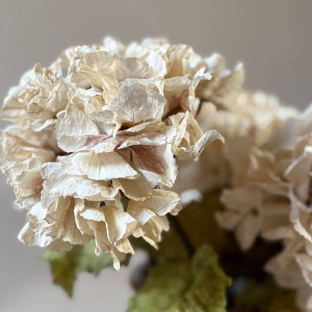 Vintage Hydrangea - Nude