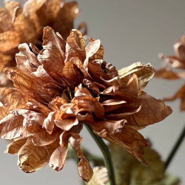 Vintage Dahlia - Latte